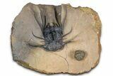 Huge, Spiny Dicranurus Trilobite With Reedops - Lghaft, Morocco #381467-1